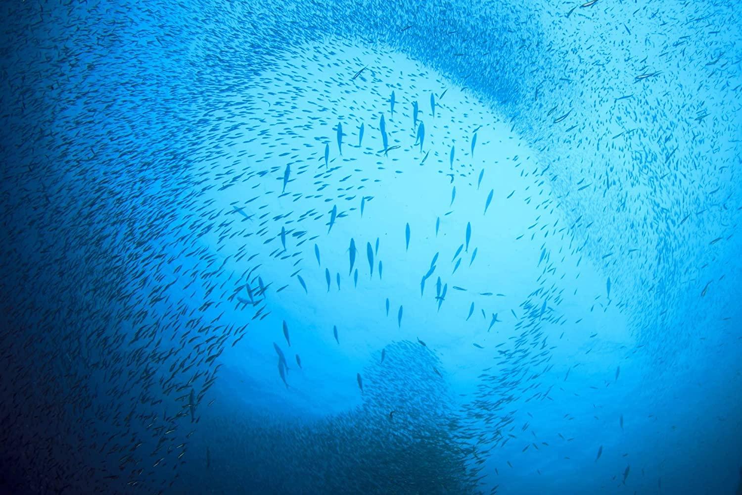 SEASON Season Sardines in Water No Salt Added, Wild Caught, 22g of Protein, Keto Snacks, More Omega 3\'s Than Tuna, Kosher, High in Calcium, Canned Sardines 4.37 Oz Tins, 24-Pack