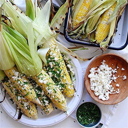 Chinet Chinet Classic White Paper Dinner Plates, 10 3/8 Inch, 165 Count, Whitish Brown (CHINET165DINER)