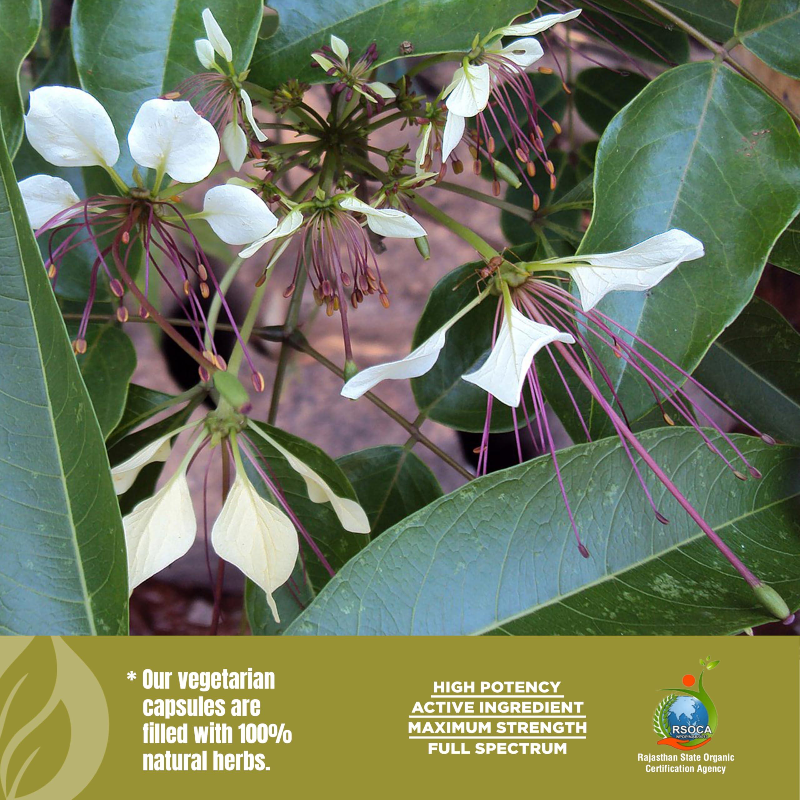 Herbsforever Herbsforever Varuna Nurvala Extract Capsules - Vegan & Gluten Free | Plant Based Supplement for Bladder & Kidney Function, 800 mg per Capsules (60 Nos)