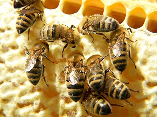 Mein Bienenbrot Fresh Organic Bee Bread, Naturally Fermented Pollen, Perga, 250g., 2021 Harvest