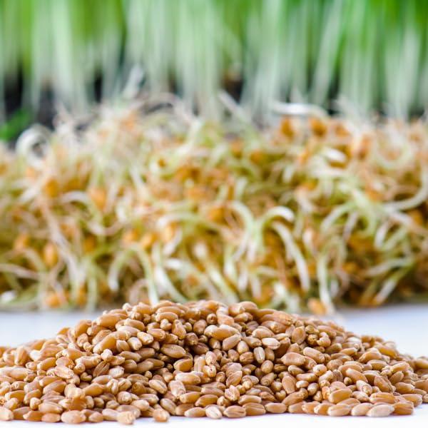 Bloomse Bulk Organic Wheatgrass Seeds Hard Red Winter Wheat Berries 5 Pound Pouch, Premium Sprouting Quality