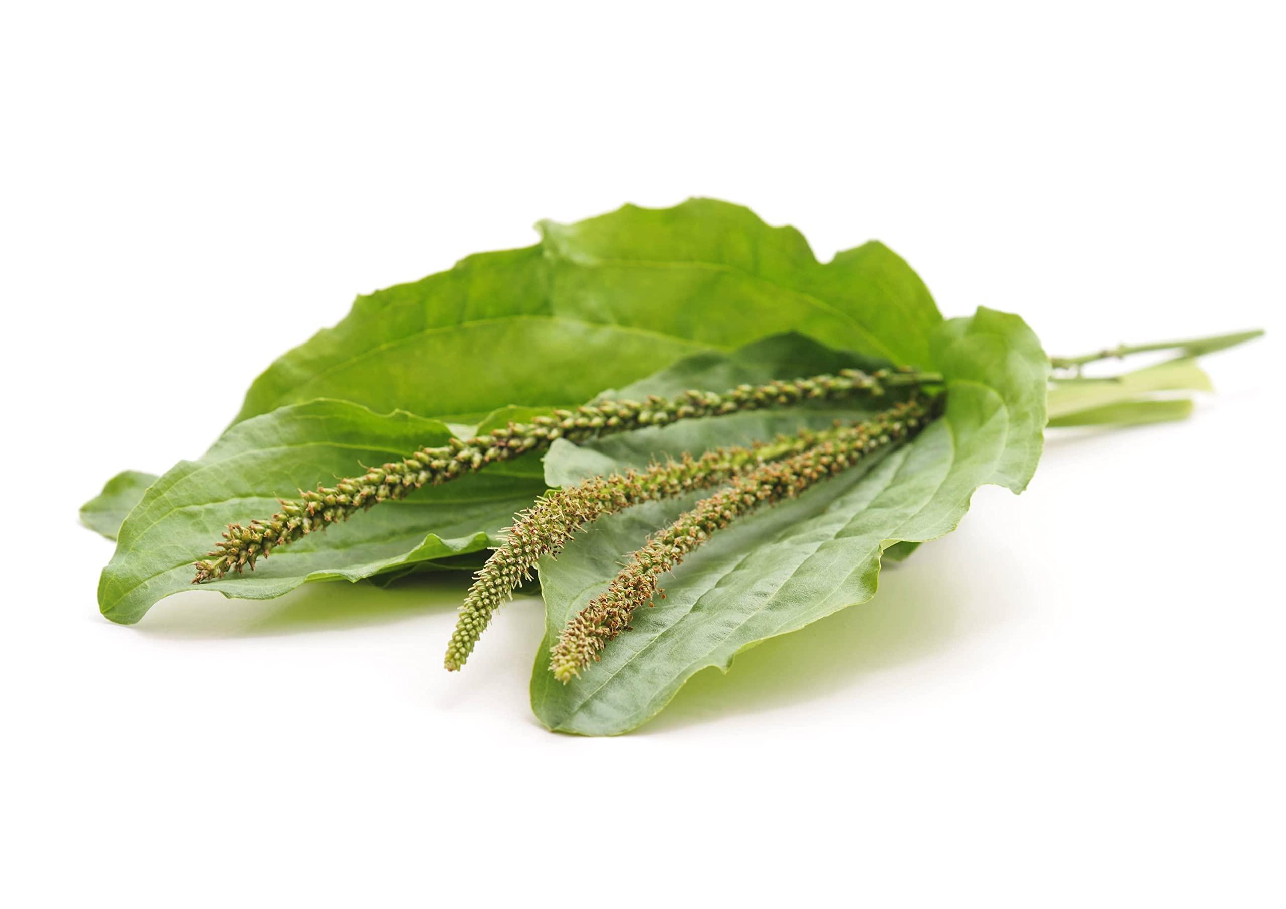 Food to Live Food to Live Organic Psyllium Husk Powder, 15 Pounds Non-GMO, Kosher, Ultra Fine, Unsweetened, Unflavored, Rich in Fiber, Natural Food Thickener, Great for Baking, Raw, Bulk, Vegan, Keto Friendly