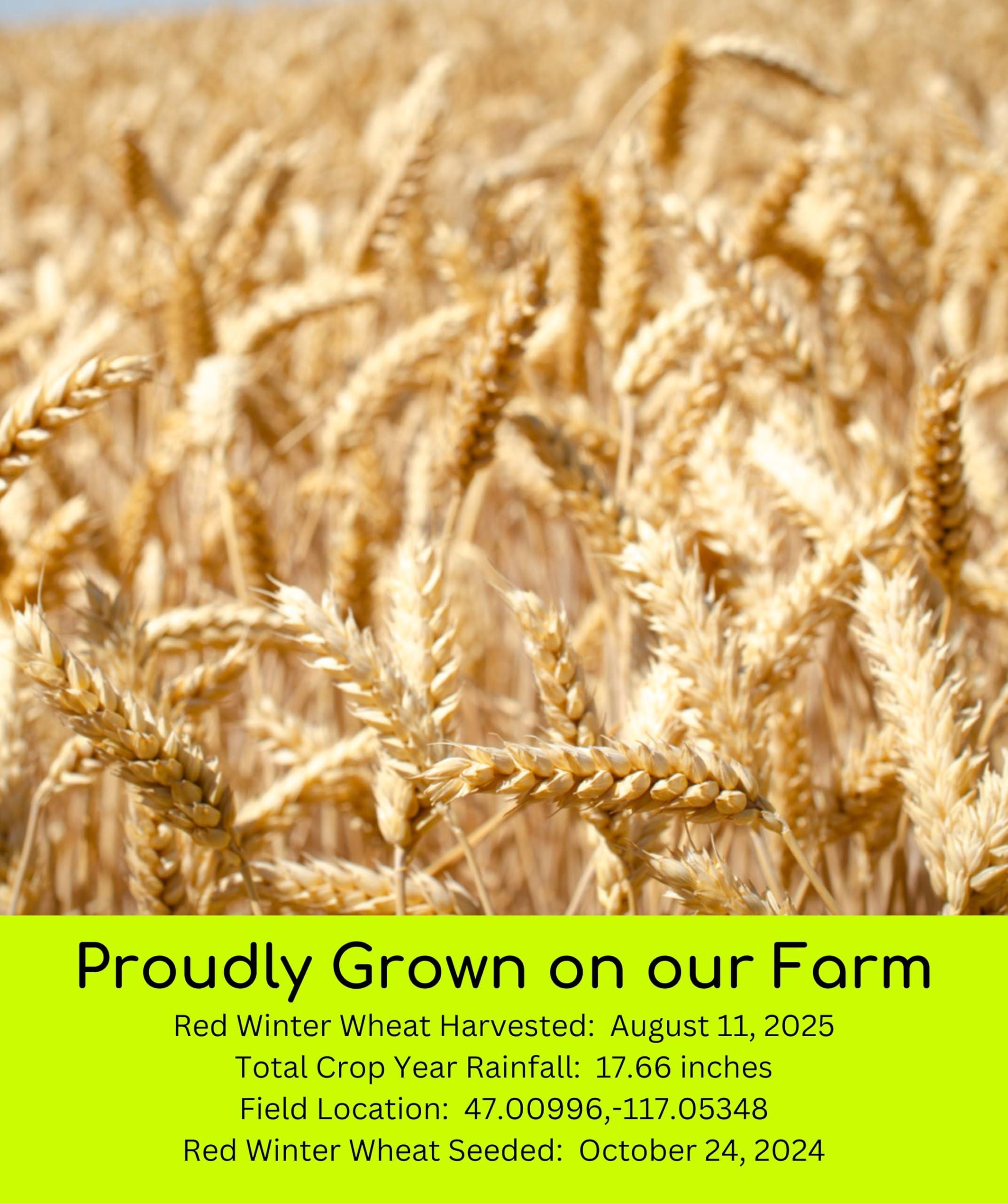 Palouse Brand Certified Glyphosate Residue Free Hard Red Winter Wheat Berries | 5 LBS | Family Farmed in Washington State | Non-GMO Project Verified | 100% Non-Irradiated | Certified Kosher Parve | Field Traced | Burlap Bag