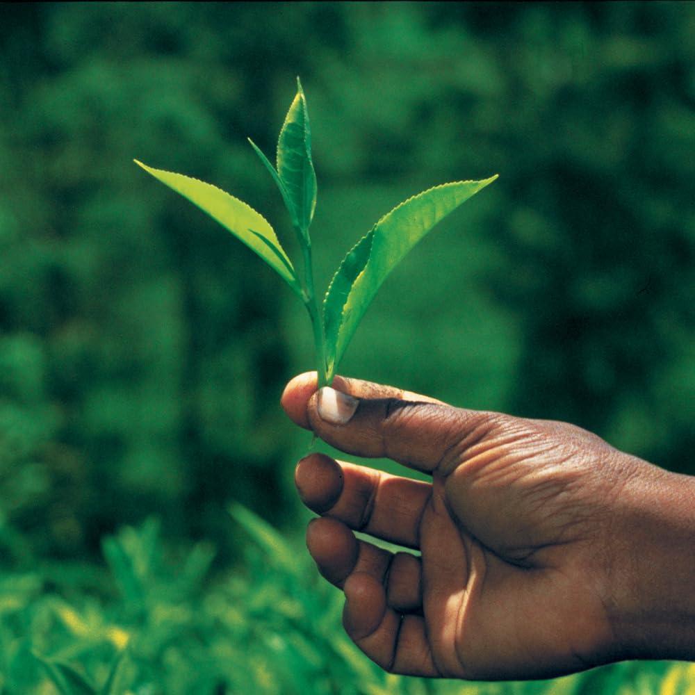 Palais des Thés Palais des Ths - Long Jing - Premium Chinese Green Tea - 20 Count Biodegradable Gourmet Tea Bags Box