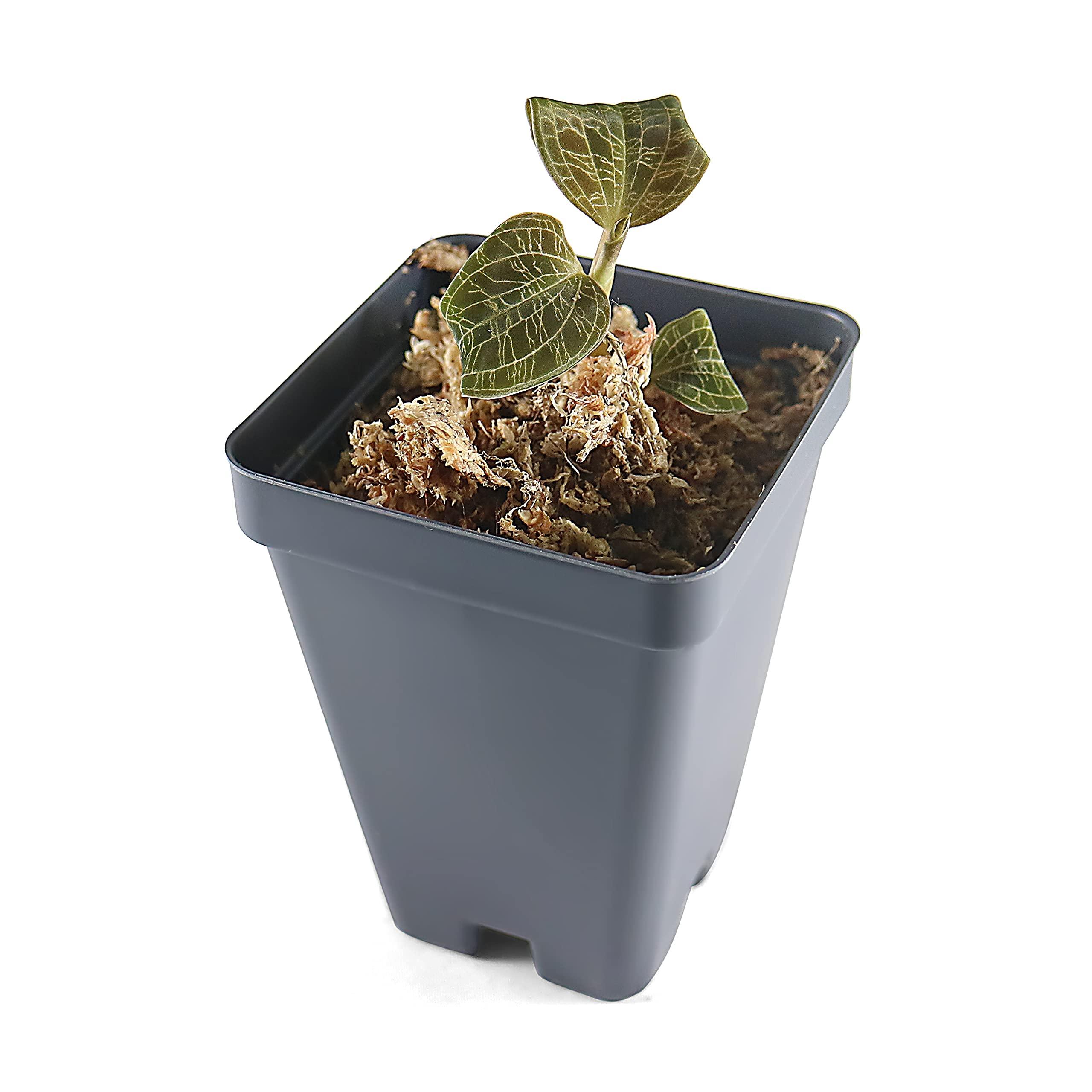 Bloomify Macodes Petola (Jewel Orchid), Dense Lighting Bolt Patten (Gold Veins), Potted