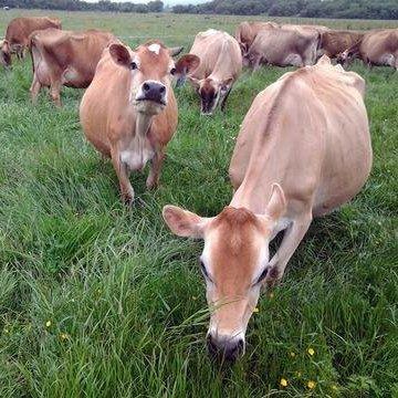 Raw Organic Whey Raw Organic Whey Protein Powder, Grass Fed, Happy Healthy Cows, Undenatured, Hormone Free, Non-GMO, Gluten Free, Unflavored, Unsweetened, 5LB