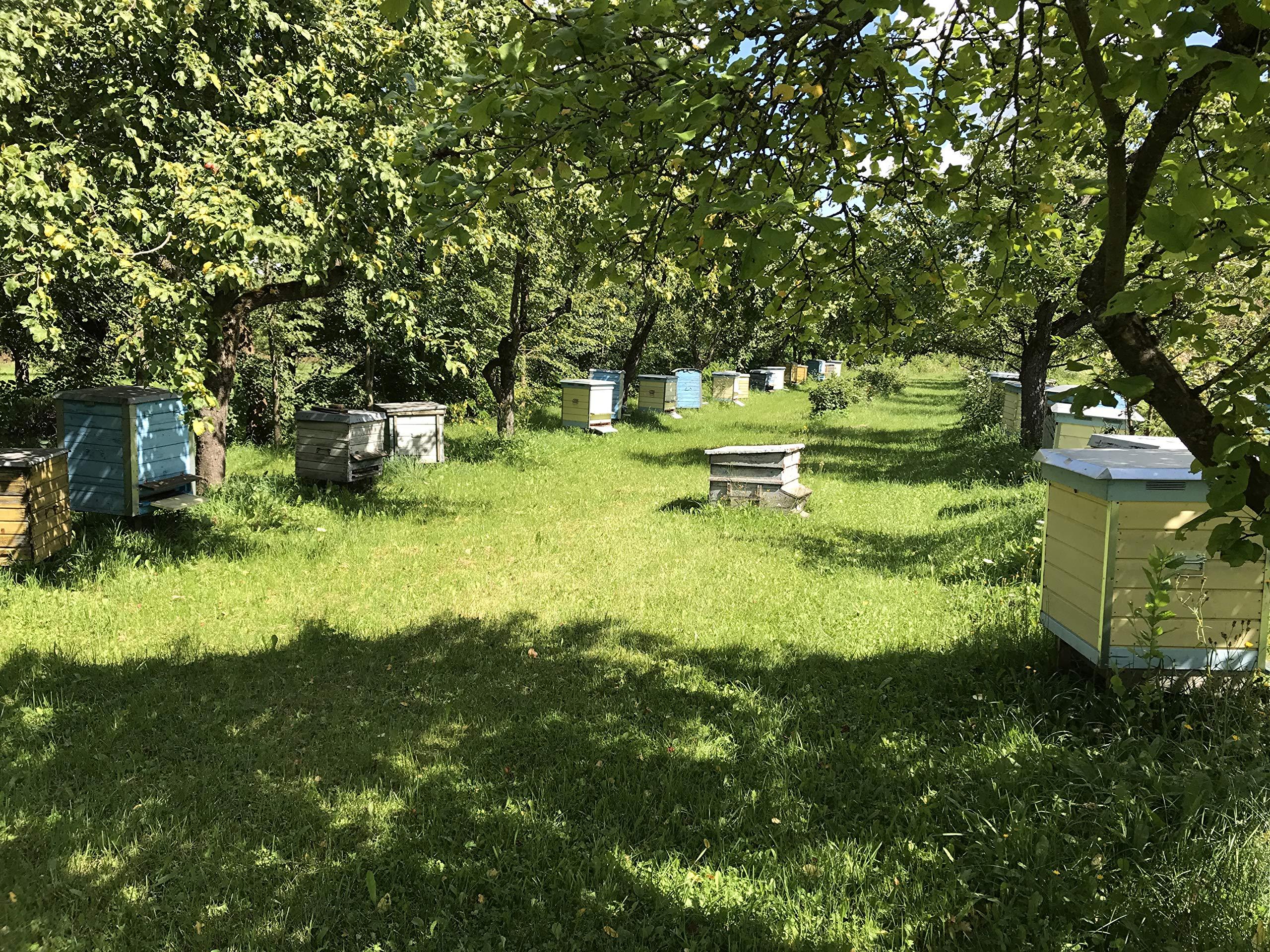 Generic Fresh 100% Organic Bee Bread, Perga, Ambrosia, Naturally Fermented Pollen, 3.53 Ounce / 100g., Excellent Quality, Paper Packaging