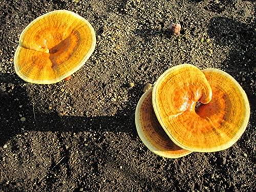 Pantenger 2 Matcha Ceremonial Grade 1 OZ Pouch and 1 Matcha Reishi Mushroom 2.12 OZ. USDA Organic. Pantenger Japanese Teas.