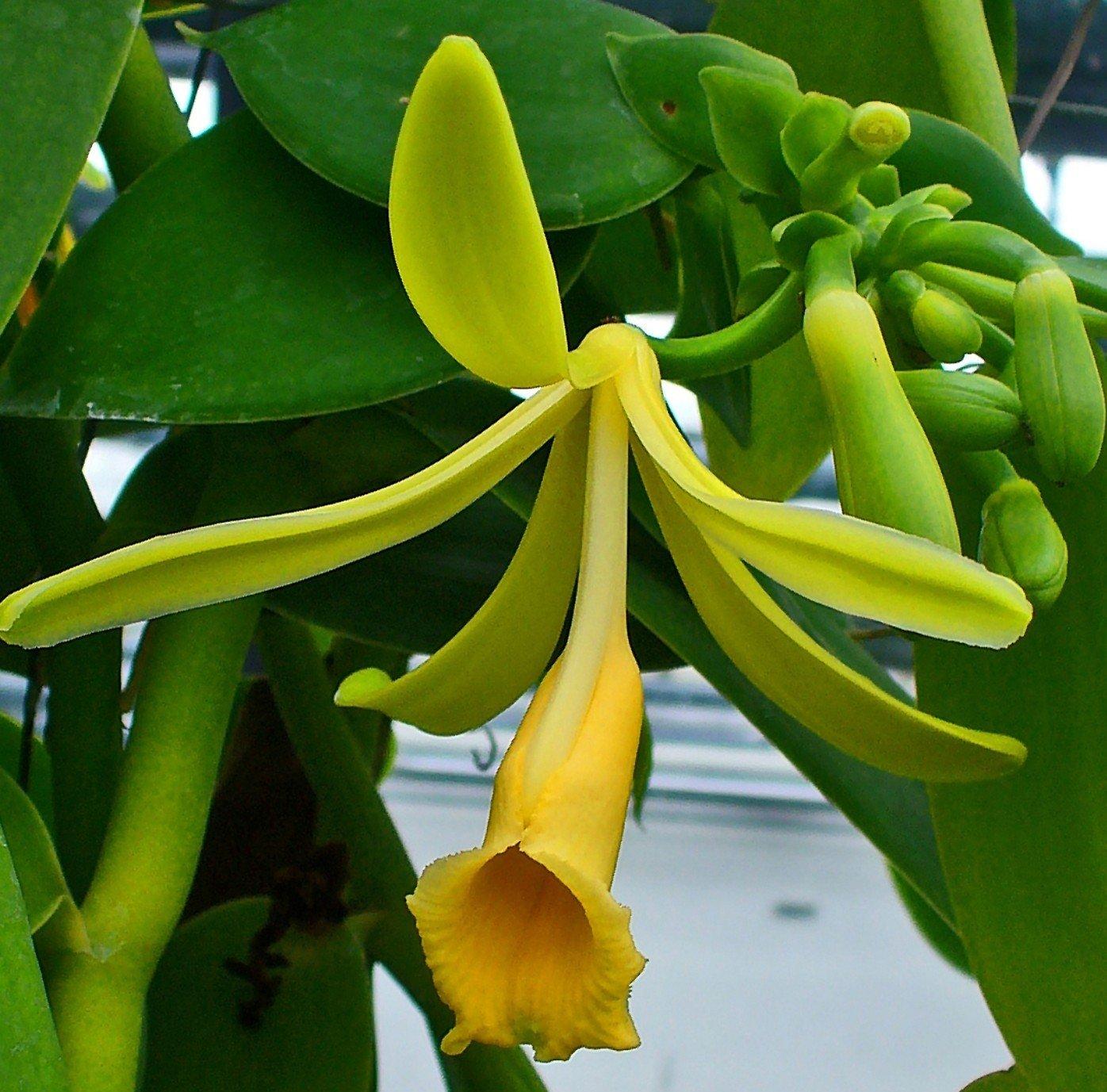 Cranberry Lane Vanilla 100% Pure 20ml