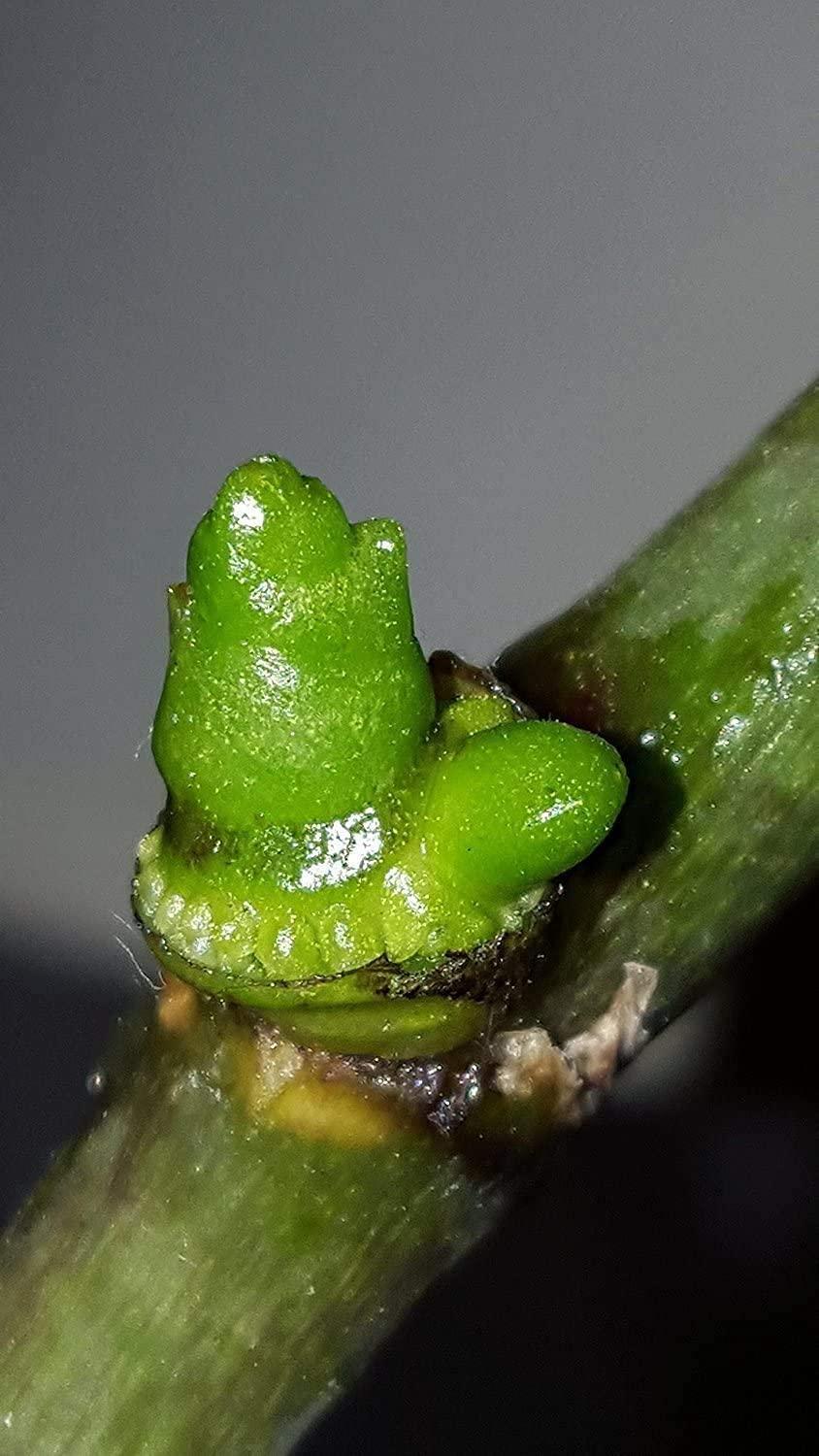 SMEREKA ELIT Orchid CLON+ Cytokinin Keiki Cloning Paste for Burgeon Awakening - Bloom Booster with Vitamins B1 and B6 (10 ml)