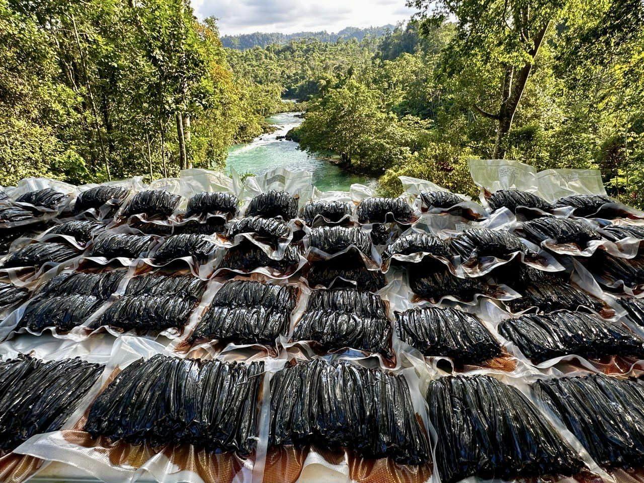 Vanilla Bean Kings 10 Mexican Vanilla Beans Whole Grade A Gourmet Vanilla Pods for Homemade Vanilla Extract and Baking from Veracruz, Mexico