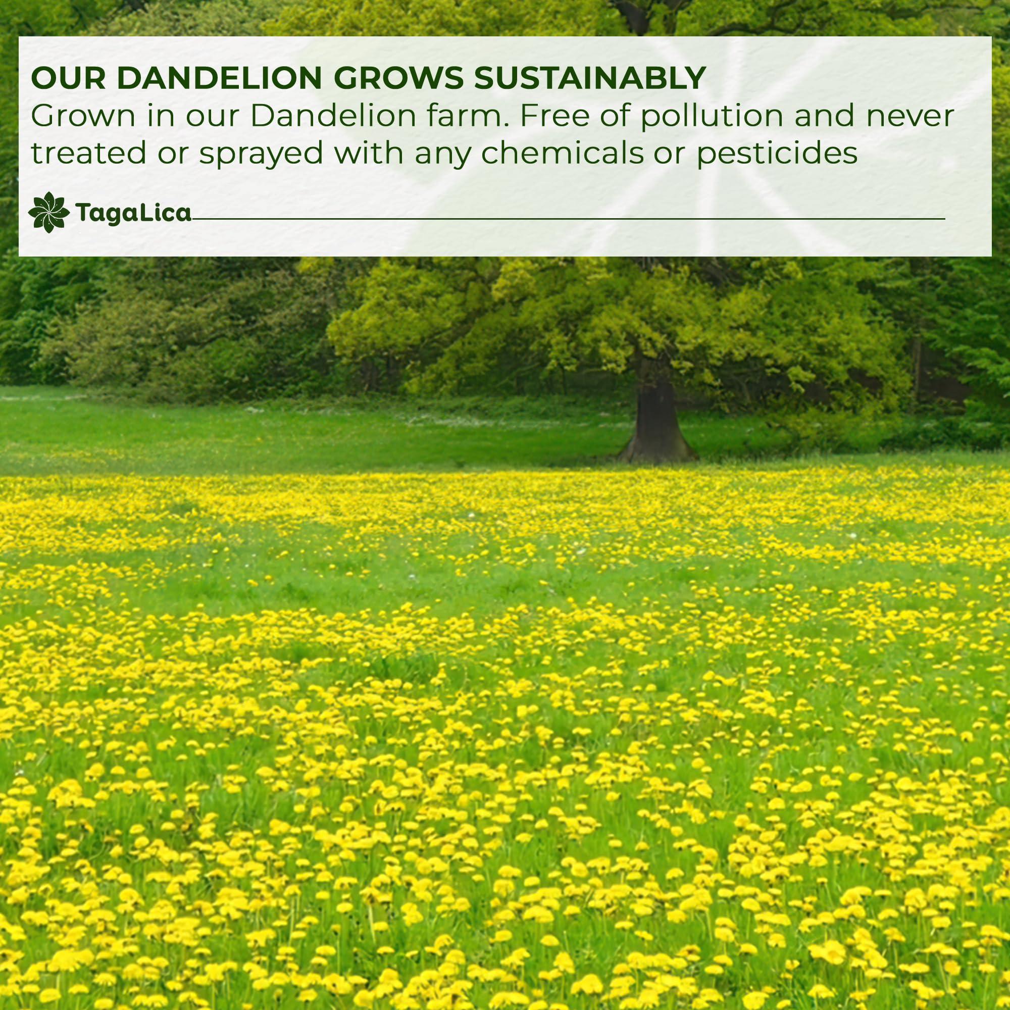 Tagalica Tagalica, Premium 30 Dandelion Root Tea Bags, 100% Natural & Pure from Dandelion Root, Eco-Conscious Tea Bags, Dandelion Root Herbal Tea. No Sugar, No Caffeine, No Gluten, Vegan.