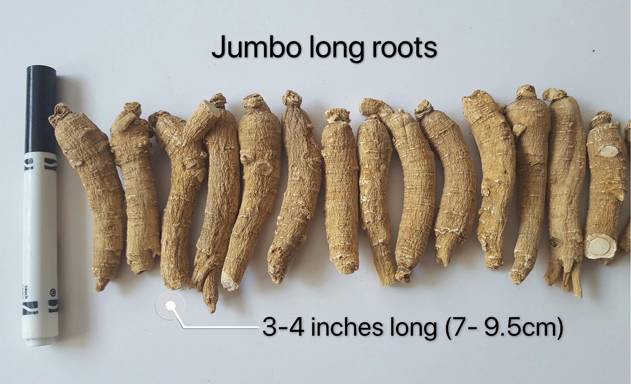 Herbal For Life By CH Connection American Ginseng from Wisconsin, Ginseng Root / Ginseng Slice / Ginseng Tea, 4 Ounce (Jumbo Long Roots)