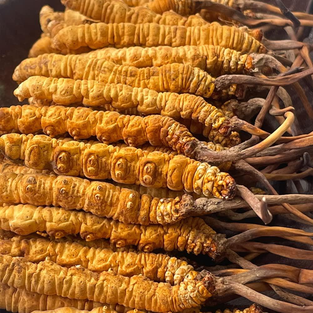 Generic 10 Gram 100% Wild Himalayan Cordyceps Sinensis Chinese Caterpillar Fungus Cordyceps Sinensis Wild Cordyceps,Dong Chong Xia Cao,Memory Support Immune Support,Natural Organic Herbal Supplements.