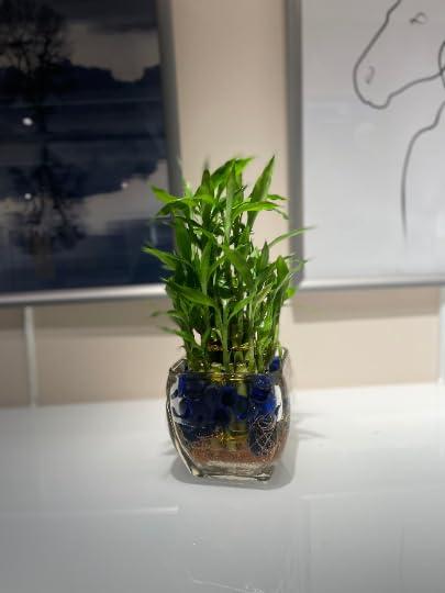 Generic Generic Three Tier Live Lucky Bamboo Plant Indoor Home Glass Arrangement with Blue Decorative Marbles