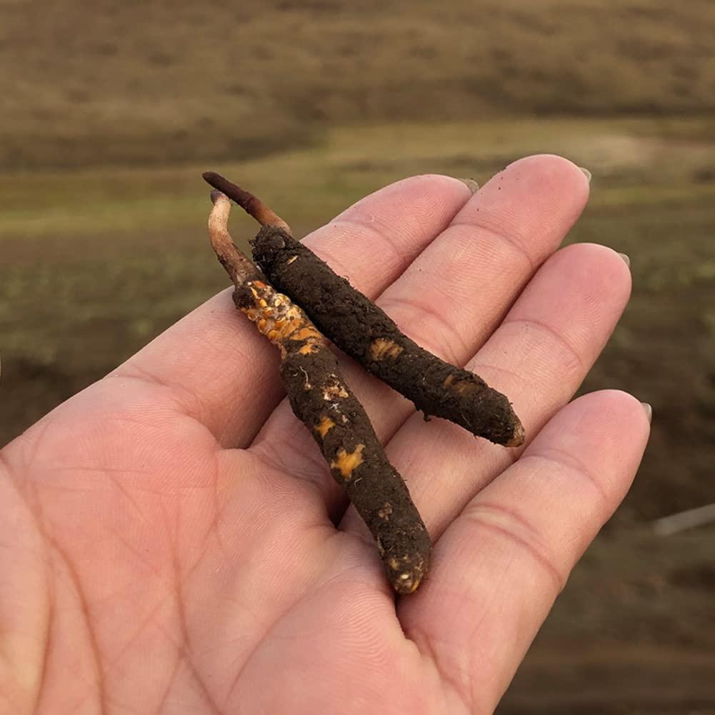 Generic Wild Himalayan Cordyceps Sinensis 5 Grams Chinese Caterpillar Fungus Dong Chong Xia Cao Cordyceps Sinensis Wild Cordyceps.
