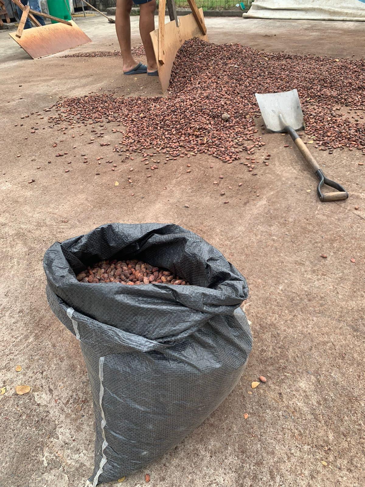 lm ecuanatural Ecuadorian RAW Cacao Beans Organic Made in Balzar Ecuador (2 Oz)