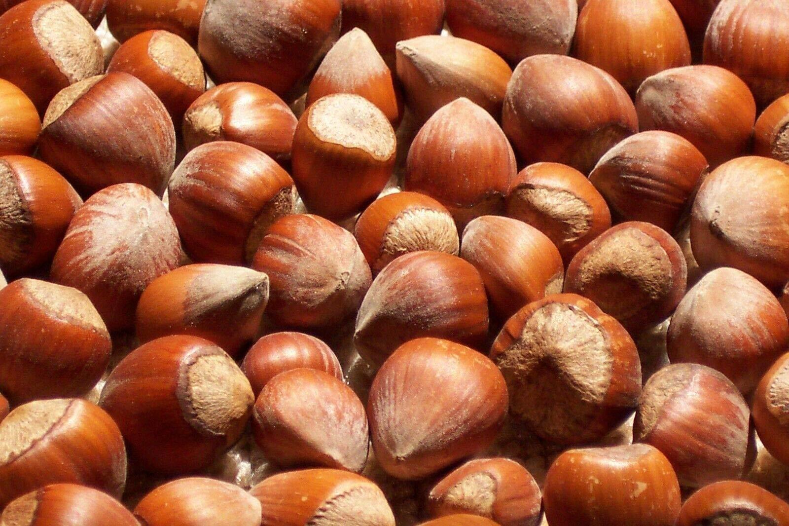 Sanmac Foods Freshly Harvested American Grown Raw In-shell whole Hazelnuts Filberts Large (1)
