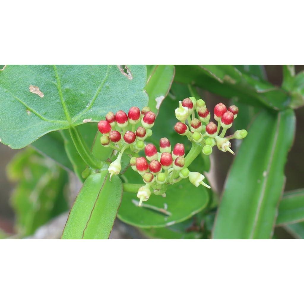 Generic Generic Naharitta Herbs organic100% Cissus quadrangularis Powder 100g.