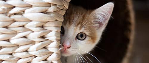 PET SUPPLEMENTS PET SUPPLEMENTS Allergy Relief for Cats - Allergy Relief Capsules - CAT Allergy Relief Complex - Licorice Root - Licorice Root Capsule - 2 Bottles (150 Chews)