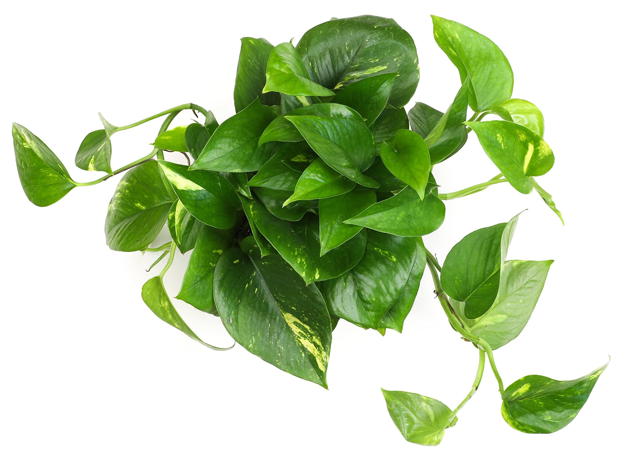 Plants for Pets Golden Pothos Plant Live in Hanging Planter Pot Live by Plants for Pets, 1 Count