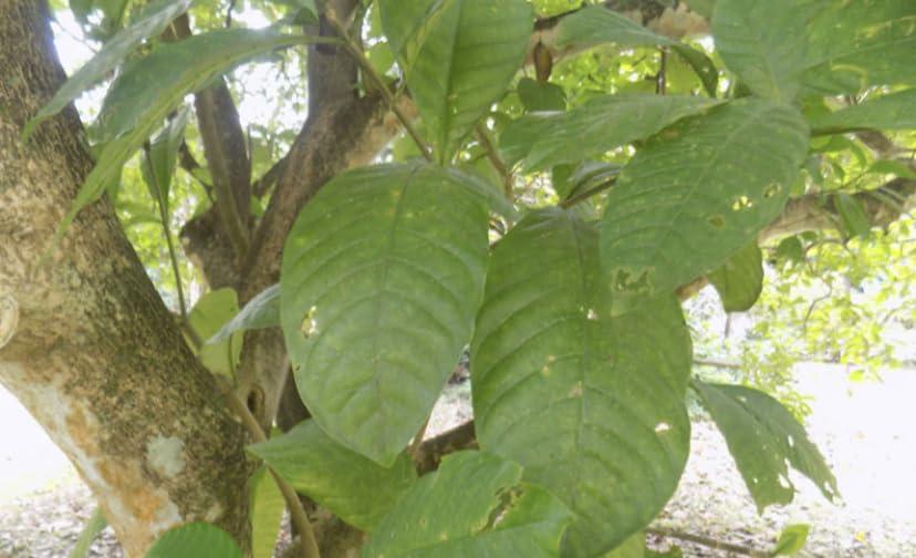 Jibril enterprise Generic Voacanga Africana root bark powder, no additives, 100% organic, 100g/pack, including phyto sanitary certificate