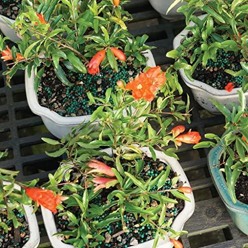 Brussel\'s Bonsai Brussel\'s Bonsai Live Pomegranate Outdoor Bonsai Tree-3 Years Old 6\" to 10\" Tall with Decorative Container, Medium