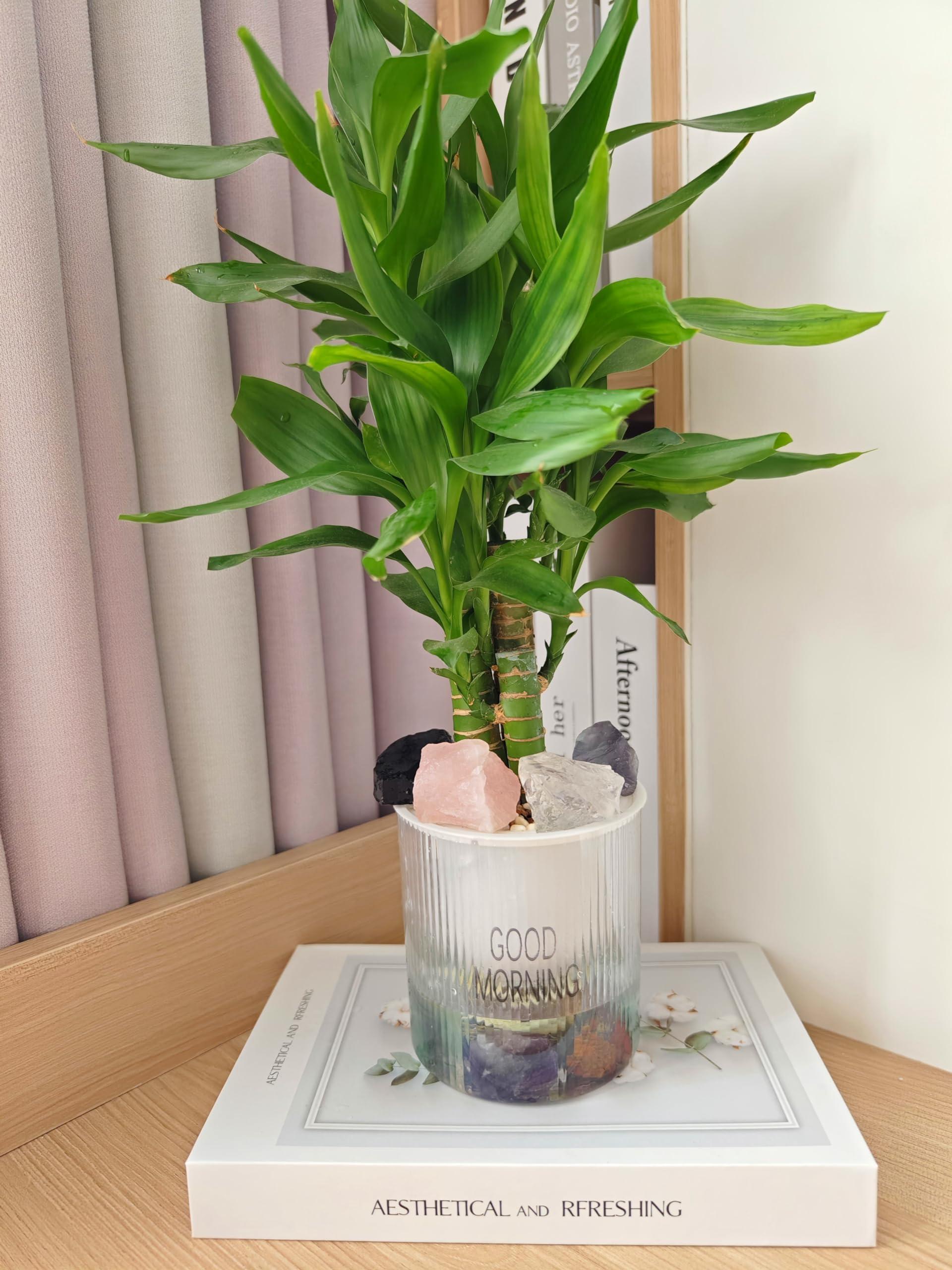 Generic Generic Barissimo Iced Latte Coffee & Milk Beverage French Vanilla, Coffee Latte, Mocha 13.7fl oz 405ml (Three Bottles)