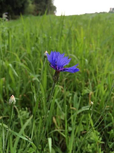 LattePowder Pure Blue Cornflower Petals - 100% Natural Centaurea cyanus - Dried, Grown in Germany Herbal Cornflower Flowers for Cupcakes, Lattes, Tea Blends, Bath Products, Gifts, Crafts