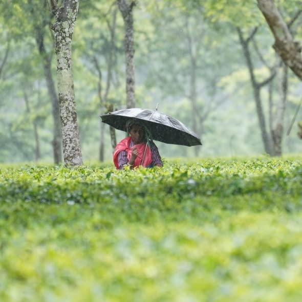 Grace Farms Grace Farms Organic Earl Grey Black Tea, 50 Sachet Pouch | Bergamot Oil | Fairtrade & Kosher |Gives Back 100% of Profits