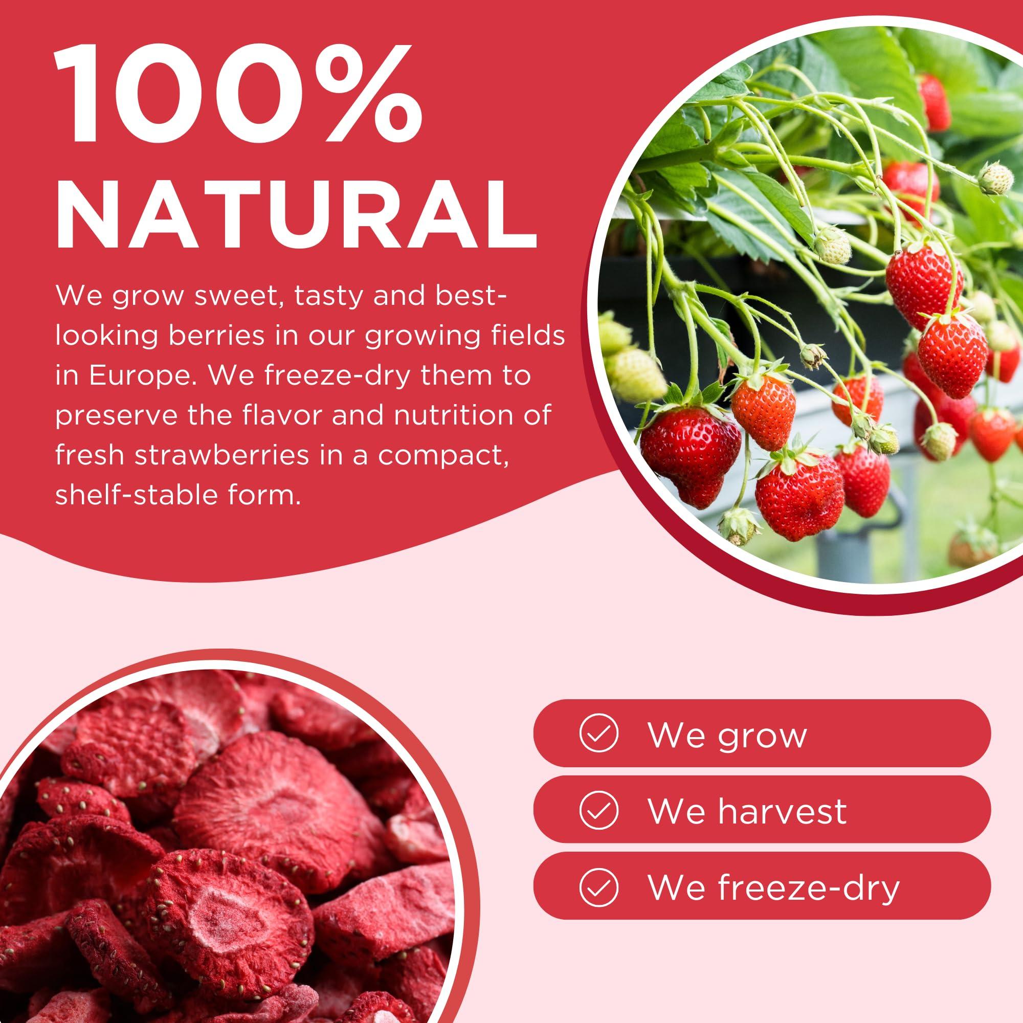 SUMMMER Freeze Dried Fruit Mix - 12 Dried Fruit Snacks Individual Packs Strawberry, Raspberry, Pineapple, Mango, Banana, Blueberry, Apple - No Added Sugar, 100% Natural Freeze Dried Snacks