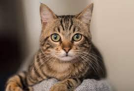 PET SUPPLEMENTS PET SUPPLEMENTS Allergy Relief for Cats - Allergy Relief Capsules - CAT Allergy Relief Complex - Licorice Root - Licorice Root Capsule - 2 Bottles (150 Chews)