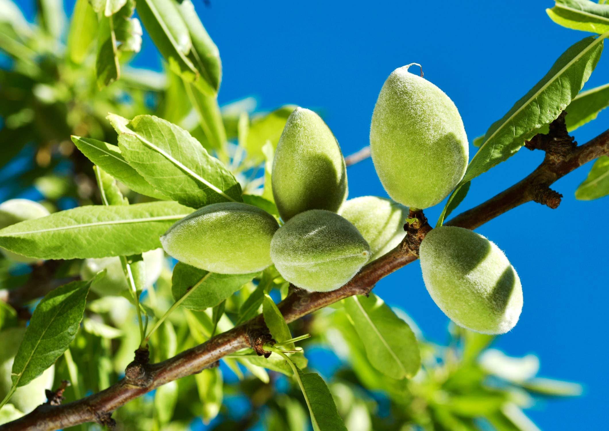 Food to Live Organic Blanched Slivered Almonds, 18 Pounds Non-GMO, Raw, Unpasteurized, Unsalted, Vegan, Keto, Paleo, Kosher, Bulk, High in Protein, Dietary Fiber. Great for Cooking, Baking, Salads and Cereals