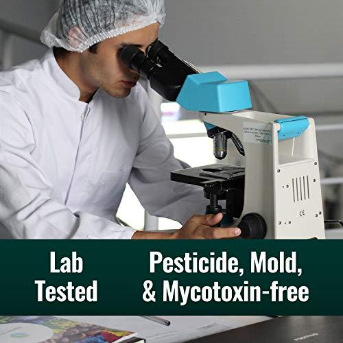 Natural Force Natural Force Clean Coffee Dark + Medium Roast Bundle - Organic, Mold Free, Whole Bean Coffees Tested for Toxins and Powered by Purity – Great Taste + Aroma - 2x 12 Ounce Bags