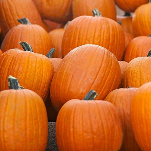 Dirt Goddess Super Seeds Bulk Organic Jack o\' Lantern Pumpkin Seeds NON GMO (10 Lbs)