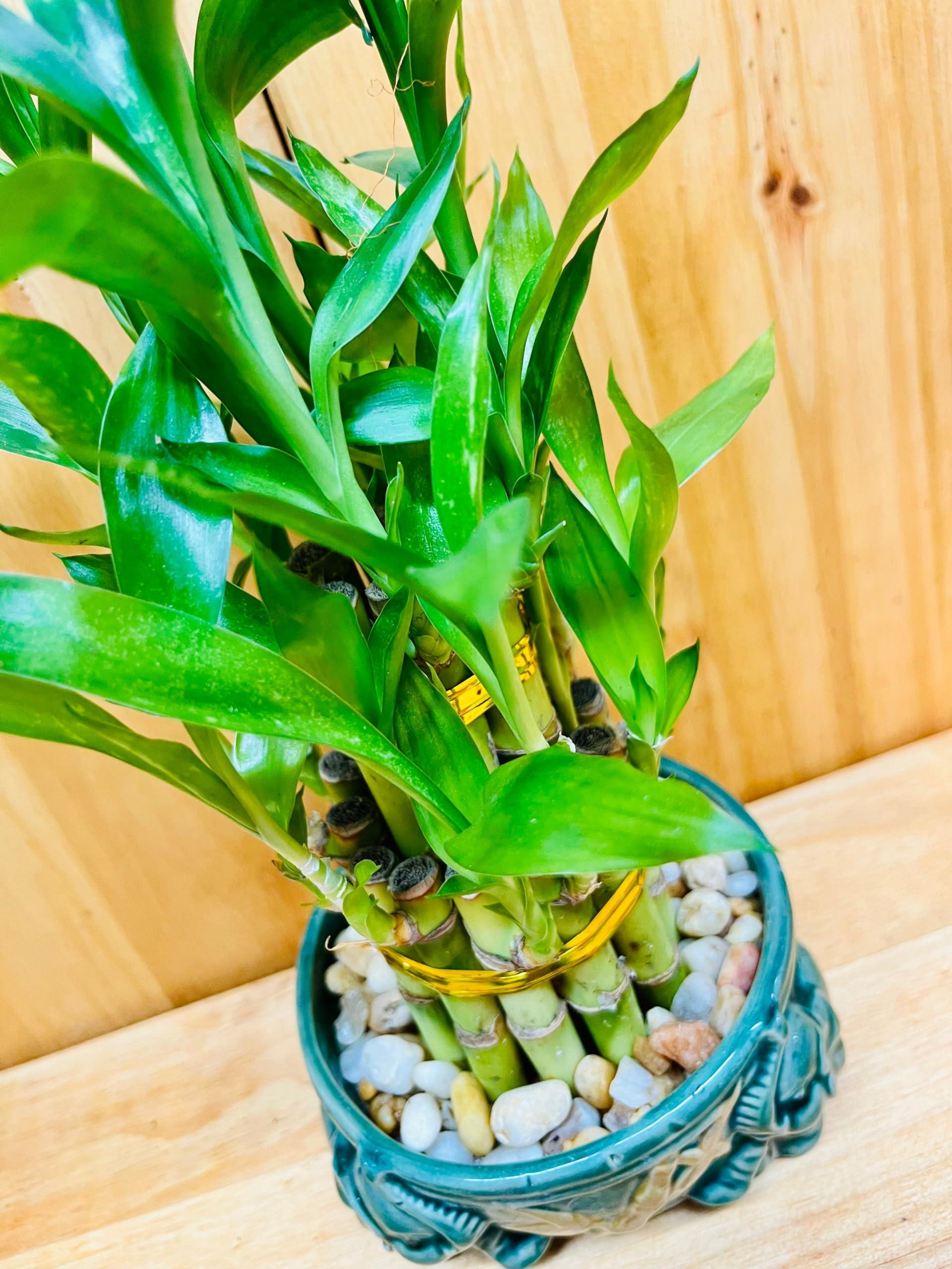 Generic Generic Live Lucky Bamboo Plant Two Tier Arrangements in Ceramic Vase One Elephant Head Ceramic Vase