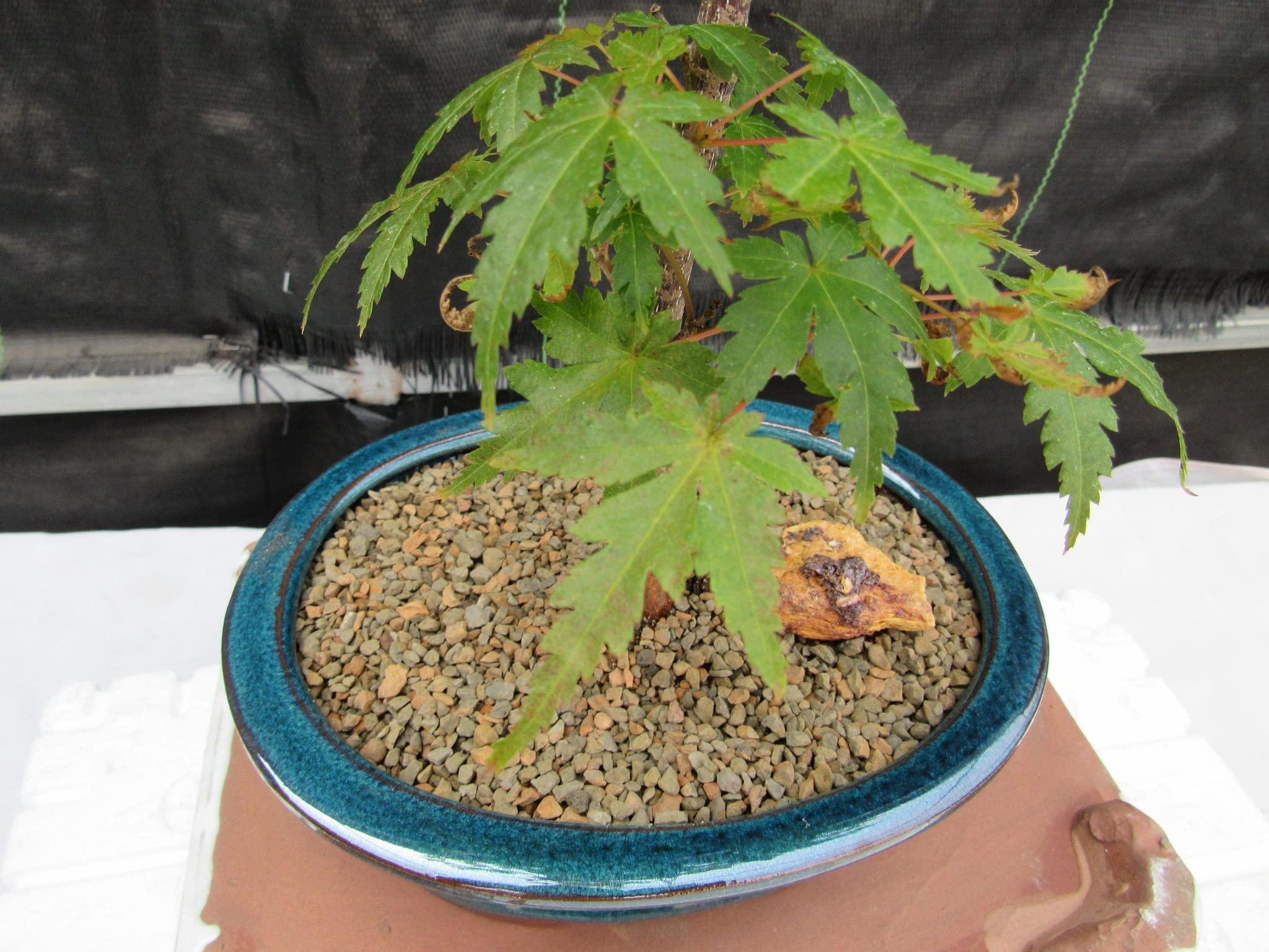 LOVE MY BONSAI Dwarf Green Japanese Maple Bonsai Tree