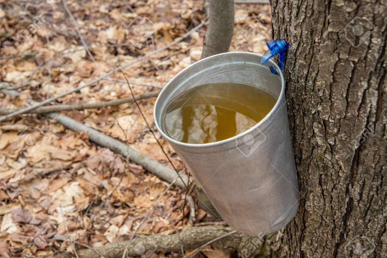 Harry & David Moose Munch Coffee by Harry & David, Maple Walnut, 100 Single Serve Cups Medium Roast