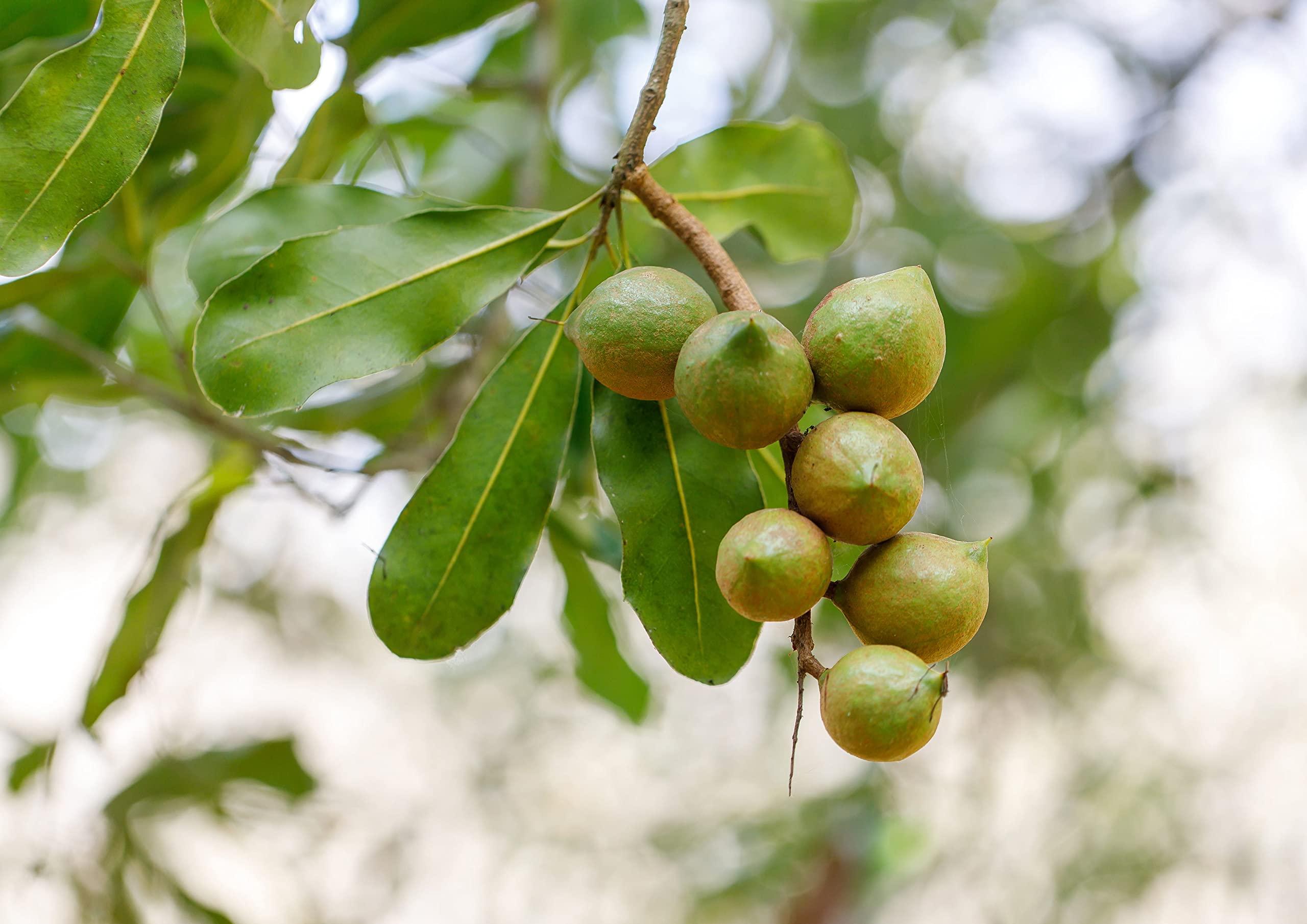 Food to Live Food to Live Macadamia Nut Halves & Pieces, 25 Pounds Raw, Shelled, Unsalted, Kosher, Vegan, Bulk. Keto Snack. Good Source of Healthy Fats. Great for Baking, and as Topping for Salads, Yogurt.