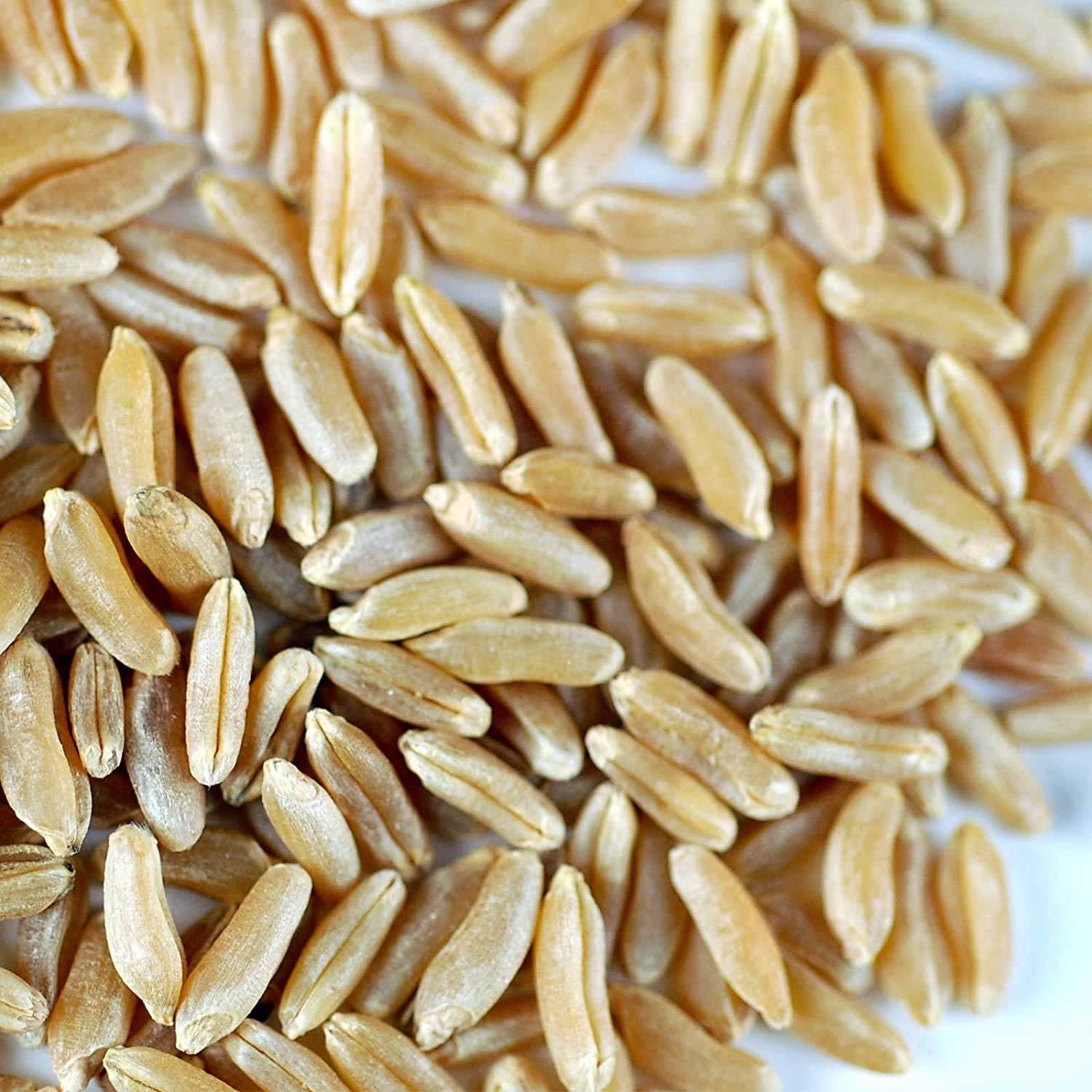 Handy Pantry Organic Kamut Seed- 1 Lb- Kamut Grain Seeds- for Growing Kamut Grass, Flour, Bread, Baking, Cooking, Food Storage, Sprouting