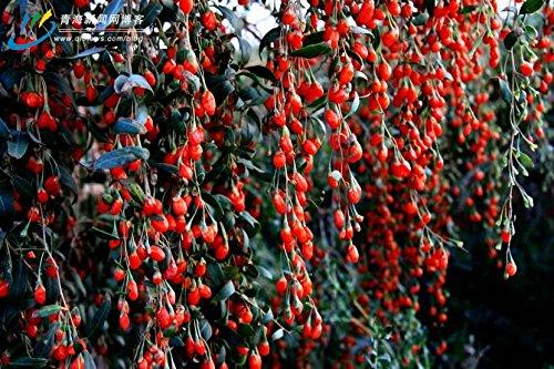 JOHNLEEMUSHROOM DISTRIBUTE 4 Pound (1816 grams) High grade dried Goji berries from Ningxia