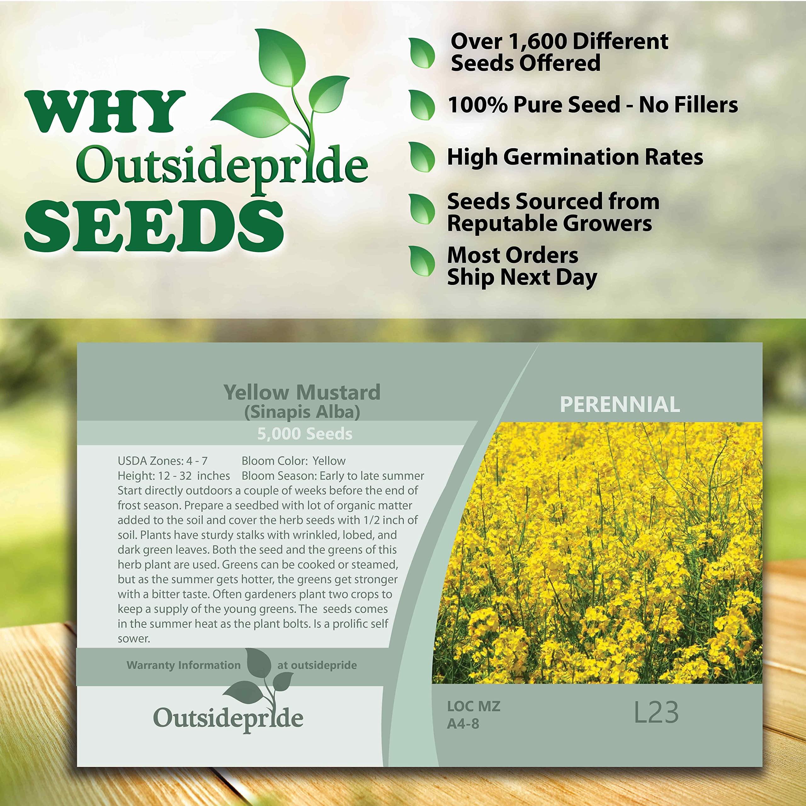 Outsidepride Outsidepride 10000 Seeds Annual Yellow Mustard Herb Garden Seed for Microgreens, Sprouts, & Cooking