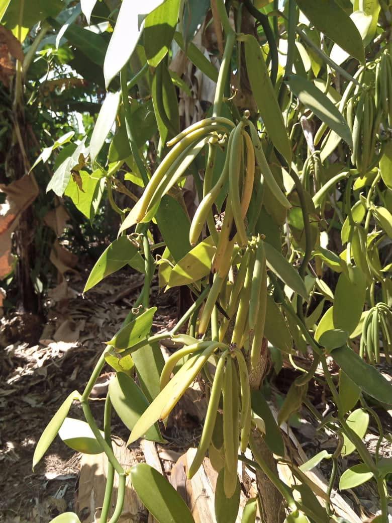 Royal Brand Pure Vanilla Extract / Pure / No Sugar / Sugar free / Glass for Better Quality / 110 ml / 3.74 fl. oz