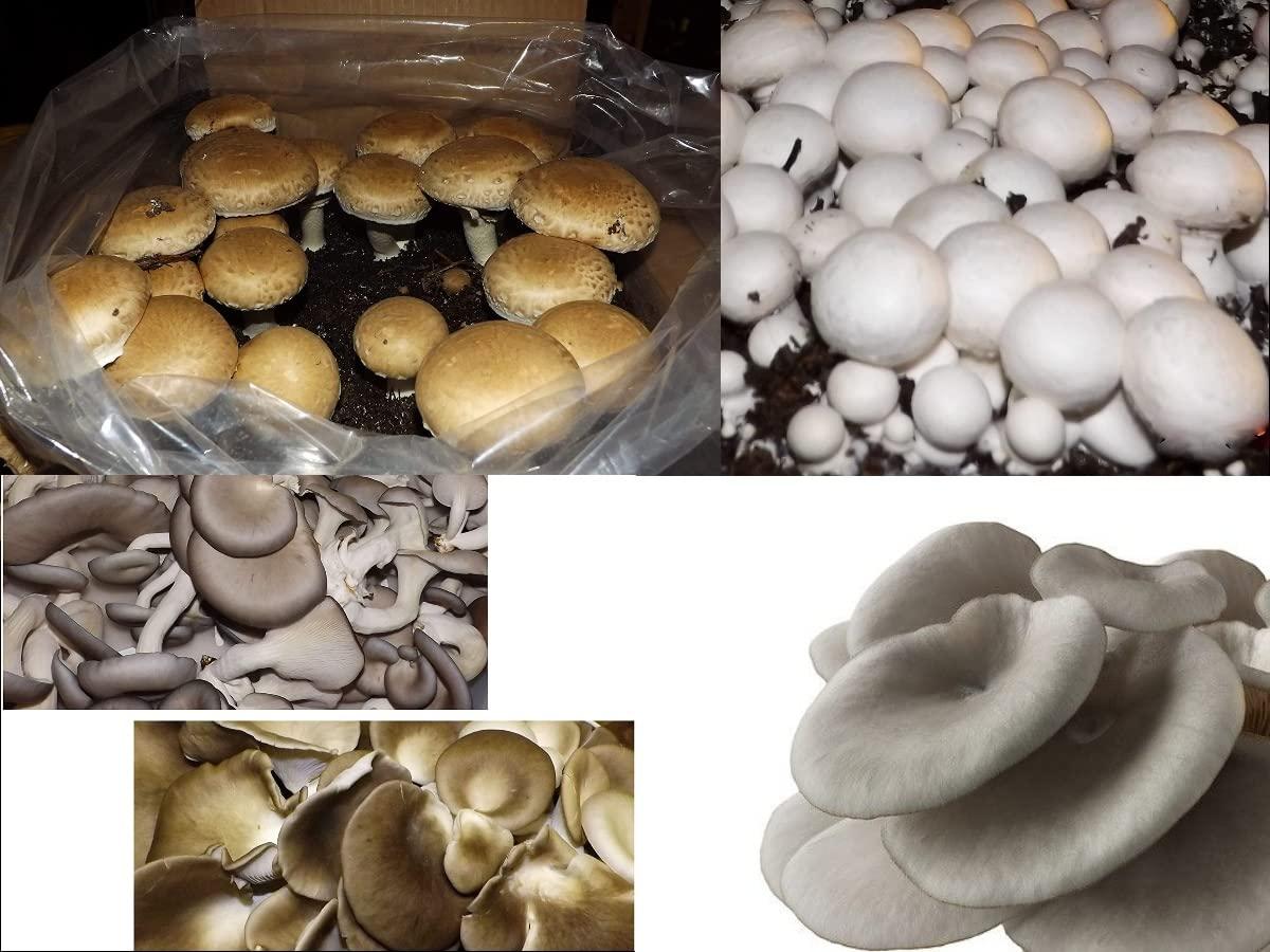 Willow Mountain Mushrooms Mushroom Lovers Multi Kit ~ One Each ~ Button, Crimini and Oyster ~ EASY to Grow!!