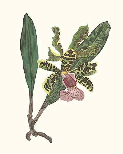 Posterazzi Orchid Display II Poster Print - Melissa Wang (18 x 24)