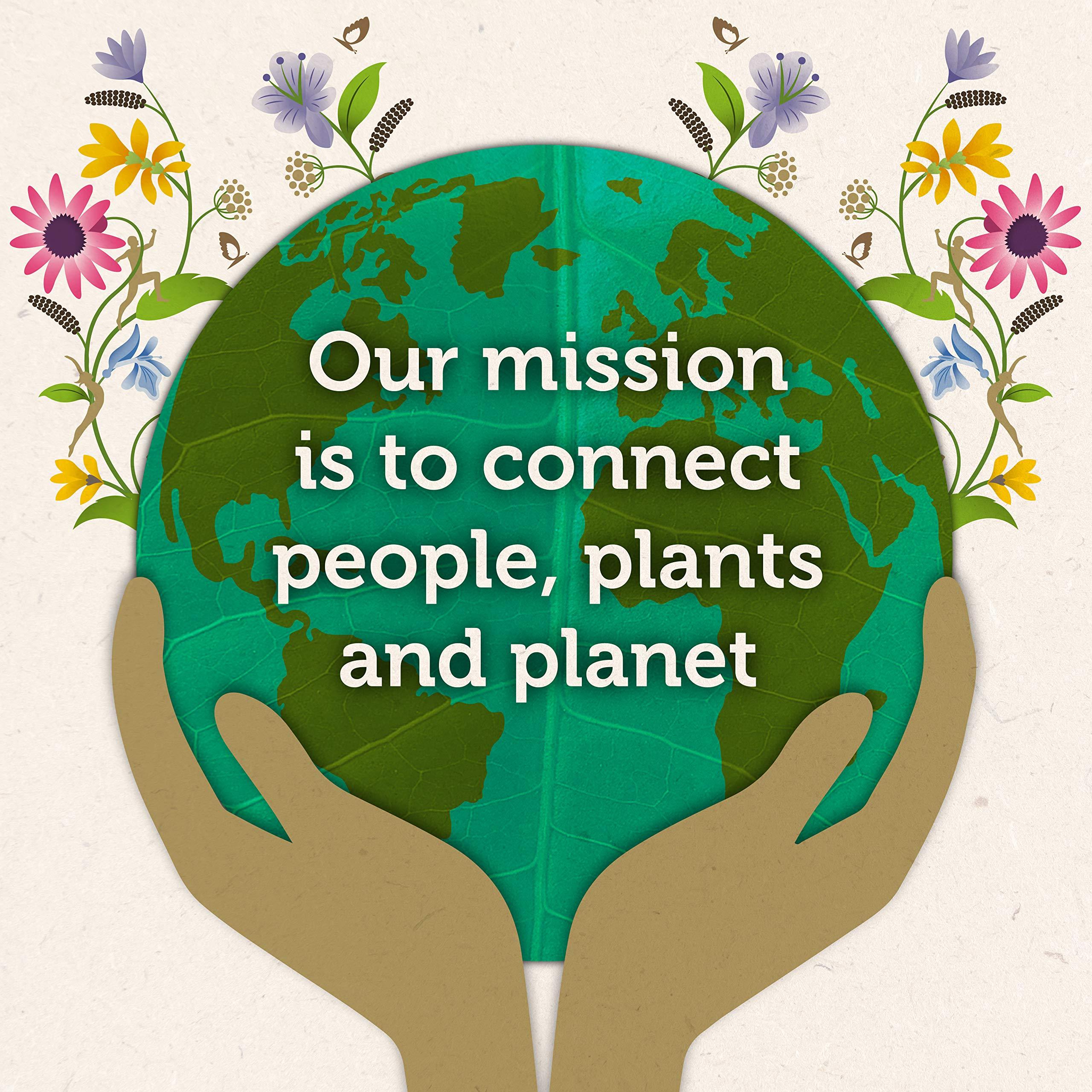 Pukka Pukka Herbs Organic Tea Bags, Lemon, Ginger & Manuka Honey Herbal Tea, Perfect for Everyday Wellness, 20 Count (Pack of 3) 60 Tea Bags