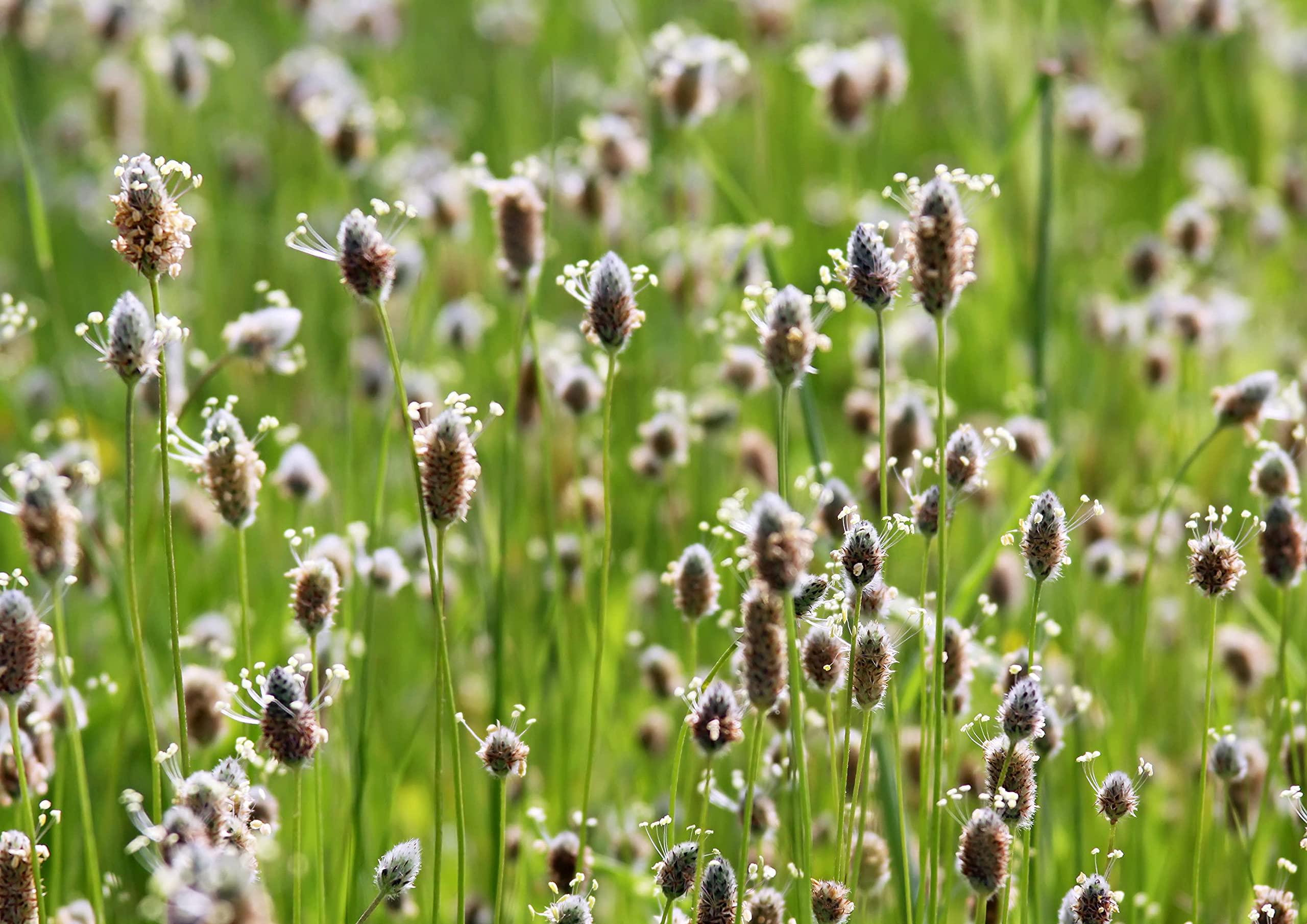 Food to Live Psyllium Husk Powder, 2.5 Pounds - Pure, Kosher, Vegan, Keto, Unflavored, Finely Ground, Bulk, Mixes Well, Rich in Soluble Fiber. Natural Food Thickener