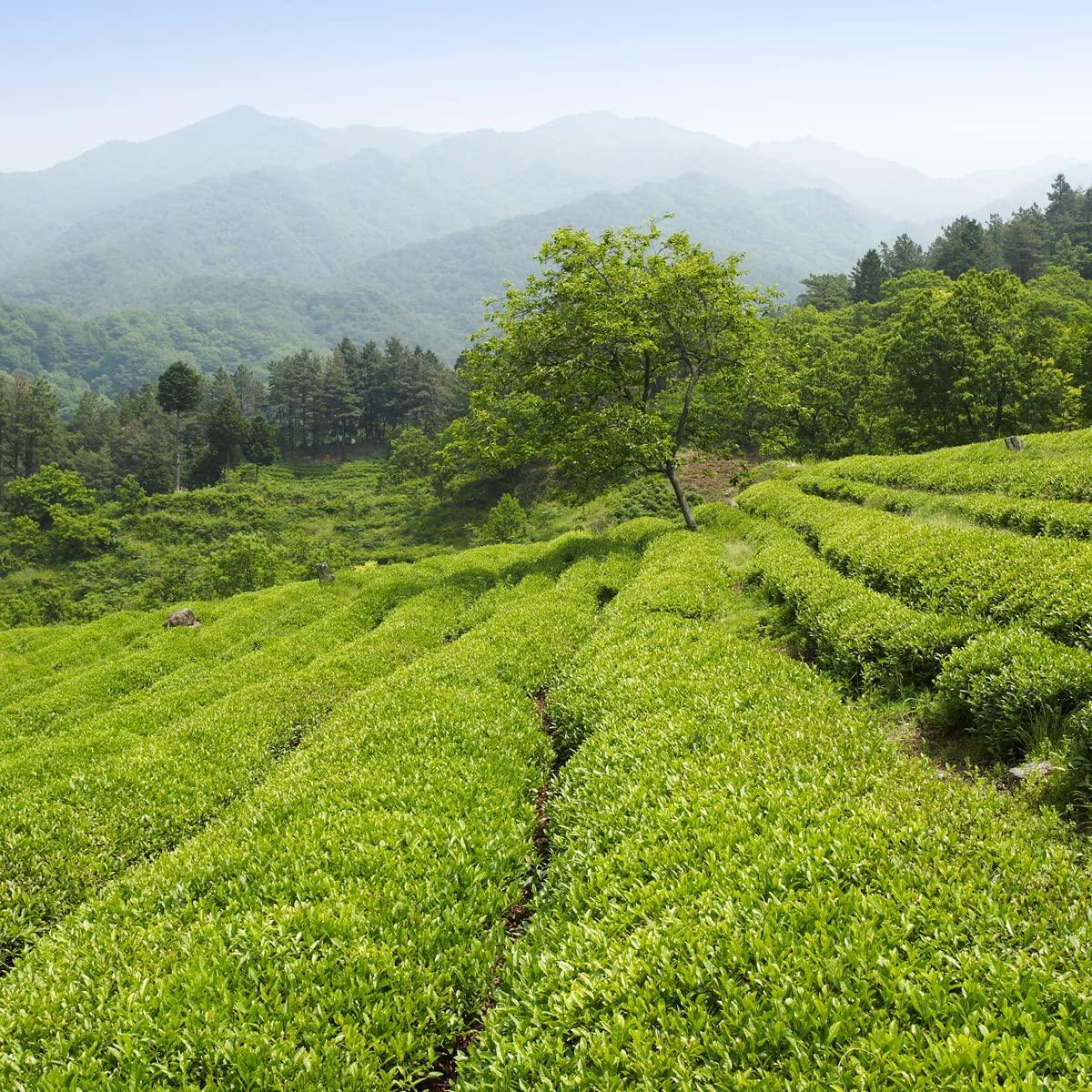 Surasang Surasang Green Tea, Simple and Classic Green Tea, 100 teabags