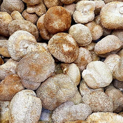 HerbsGreen Premium Dried Lion's Mane Mushroom (1lb)
