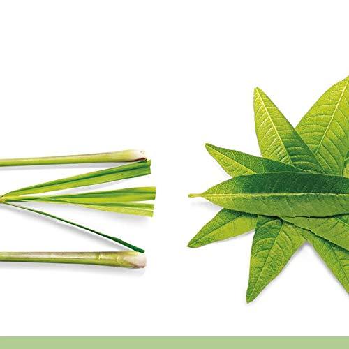 TAZO Tazo Zen Green Tea, 20 Count